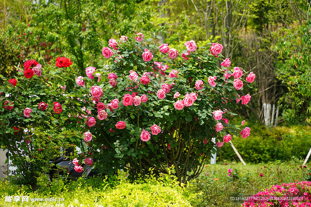 繁花盛开的美丽花园