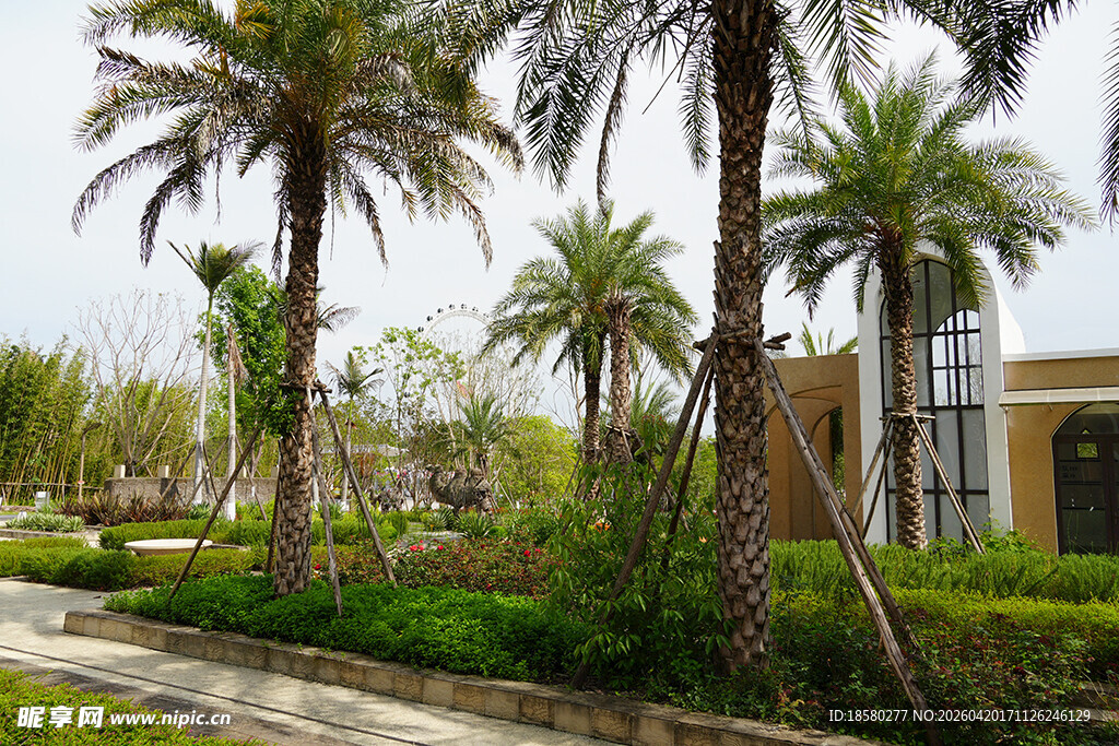 园林中的高大棕榈树景观