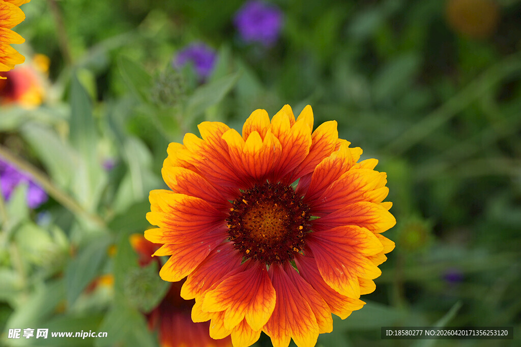 艳丽天人菊绽放于自然