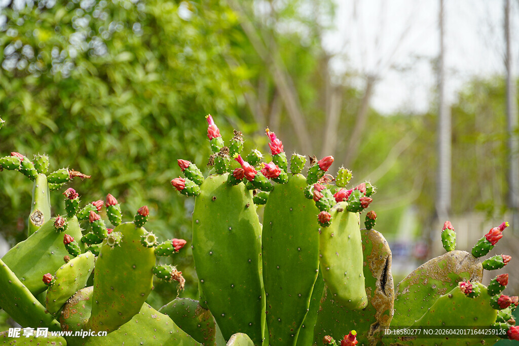 带红果的翠绿仙人掌植株