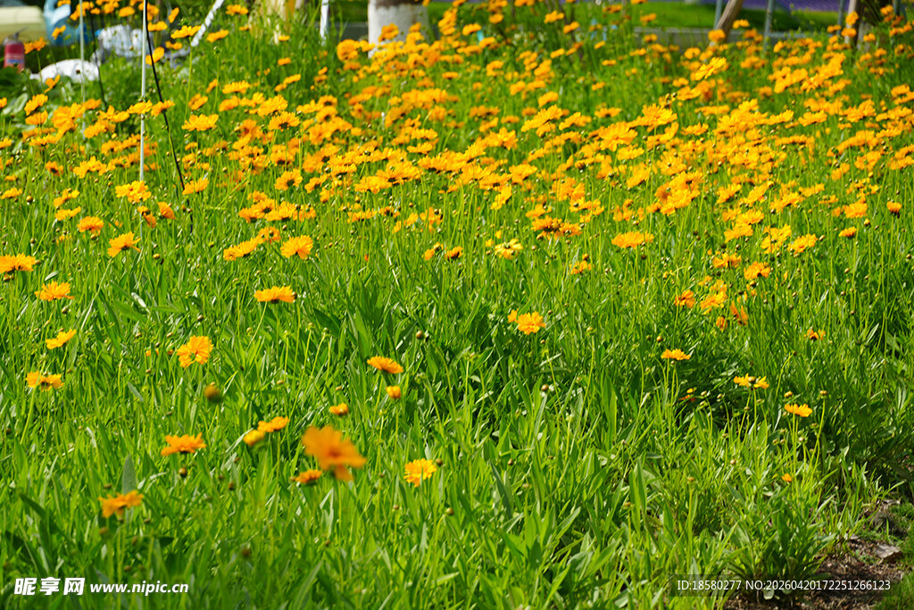 金黄花海 尽显自然之美