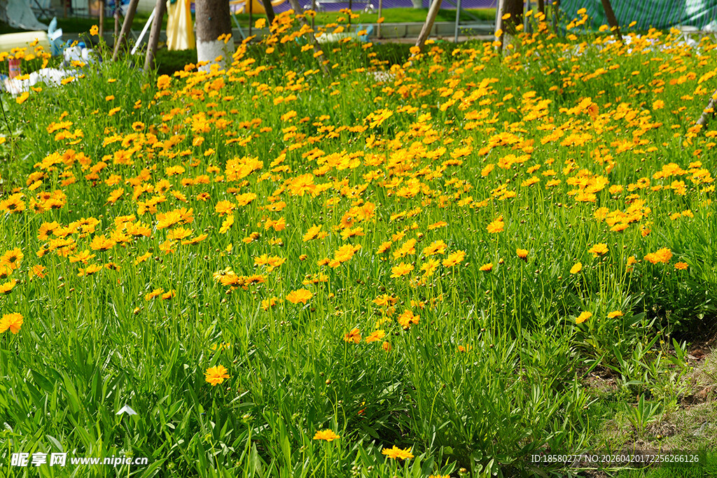 金黄花海 绽放的灿烂生机