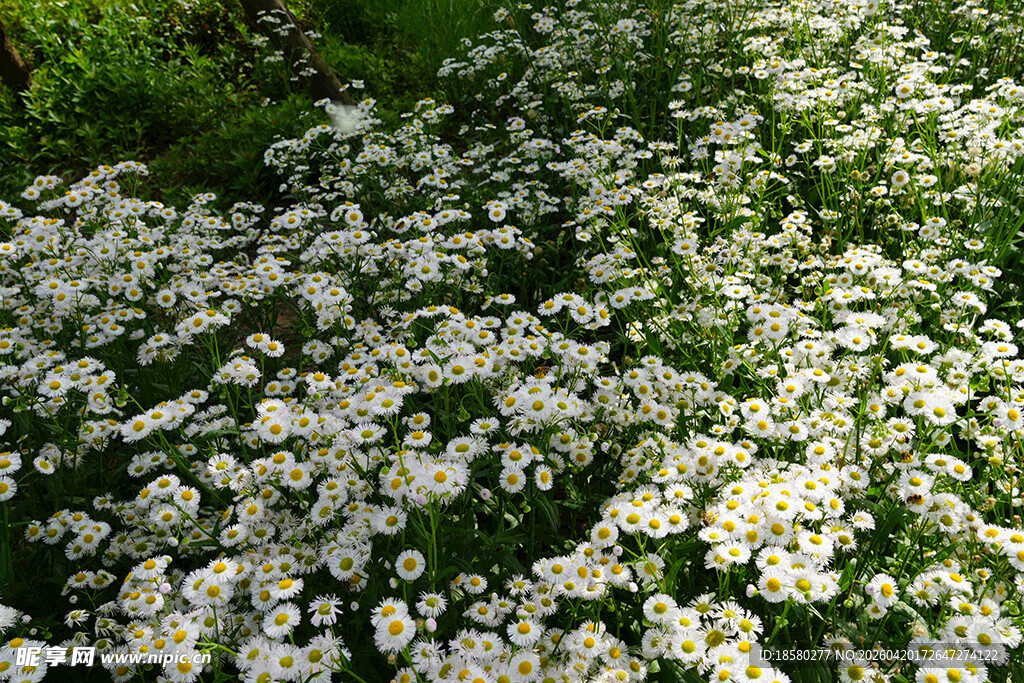 白色小花铺满绿色草地