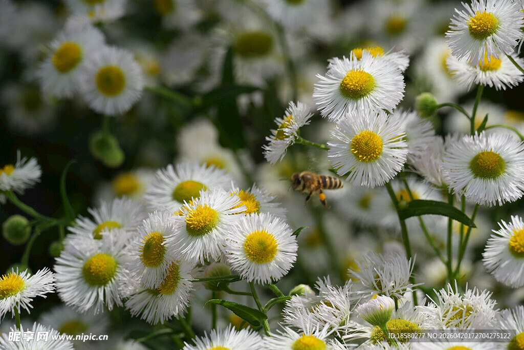 清新小白菊绽放美景