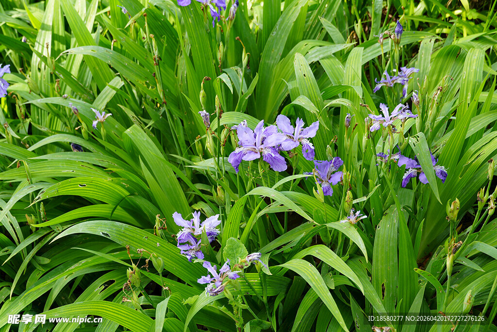 绿叶丛中的紫色花朵