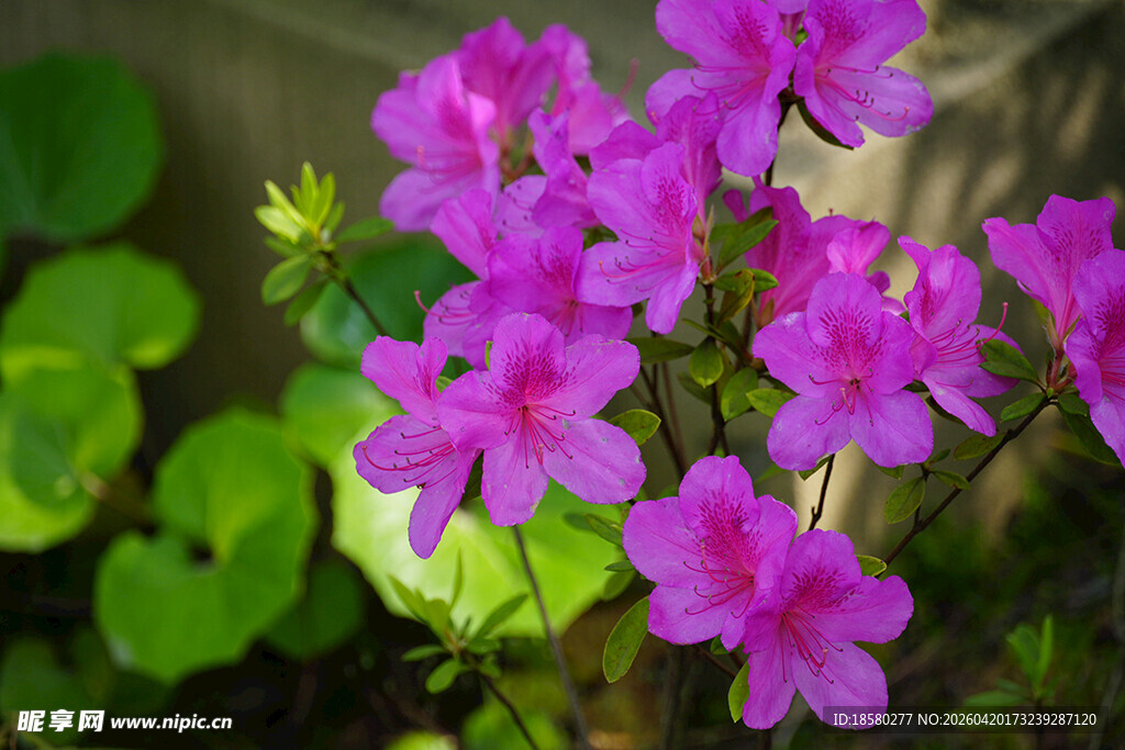 娇艳紫色小花绽放