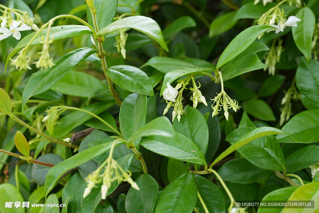 风车茉莉 络石藤 万字茉莉 