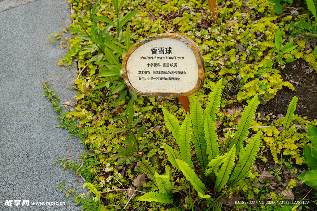 路边绿植中的标识牌