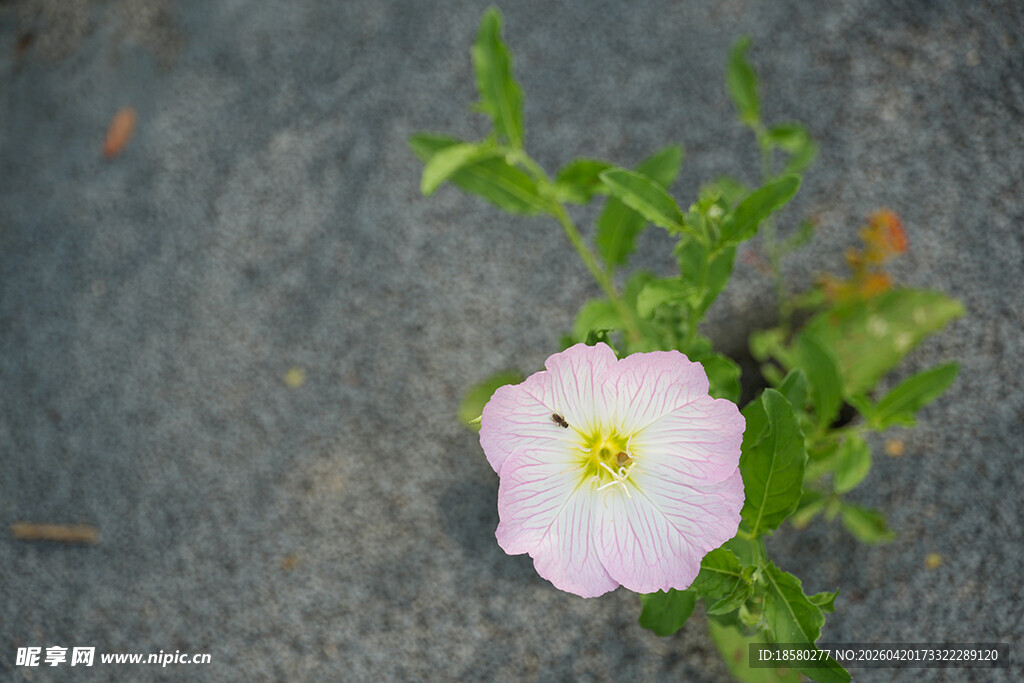 单朵粉色小花绽放路面