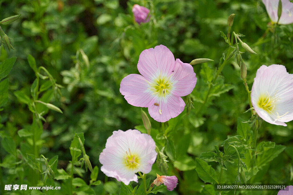 粉色小花绽放于绿叶间