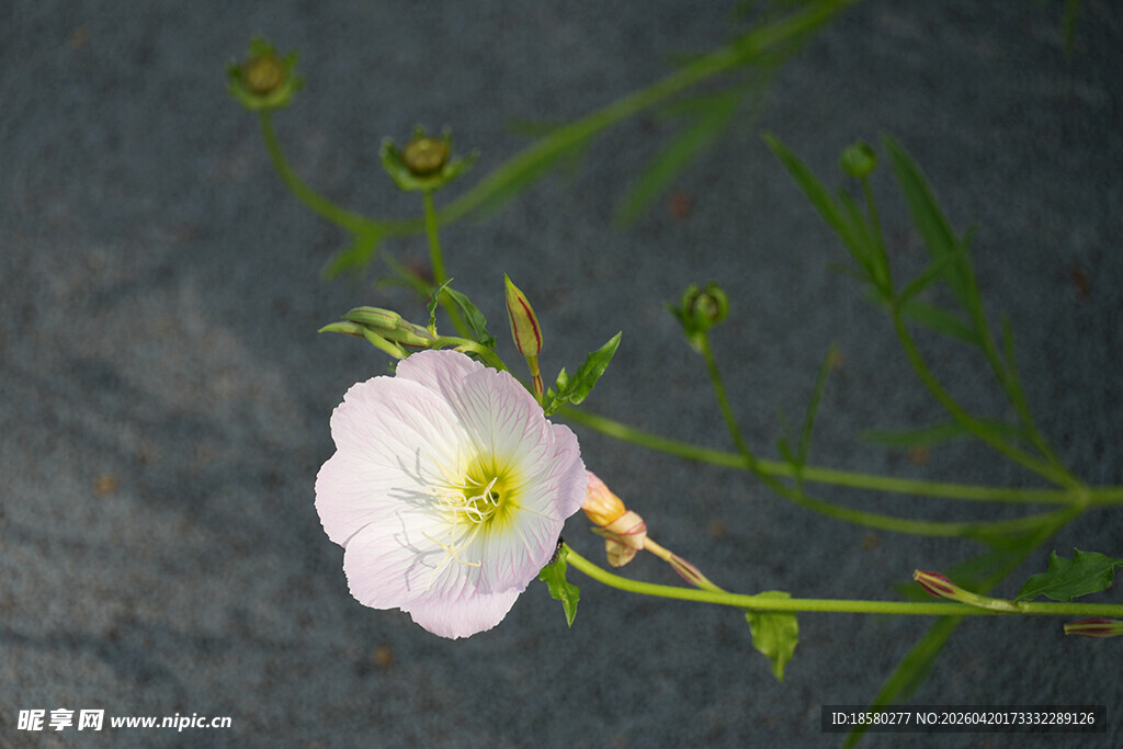 白色小花特写