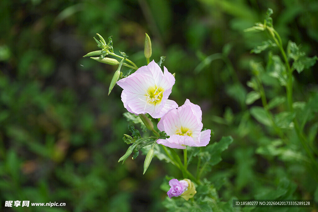 粉色小花绽放于绿意间