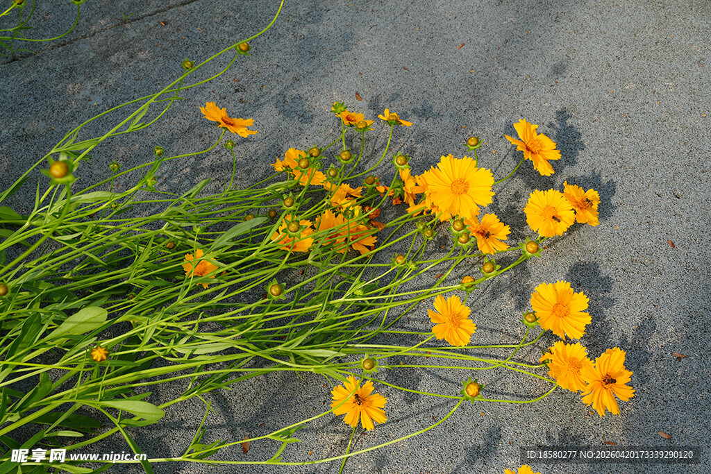 地面上的黄色花朵