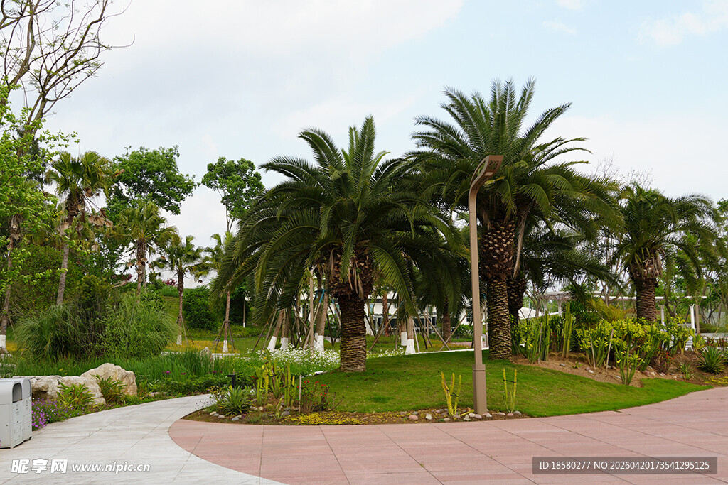 公园中的棕榈树与步道景观