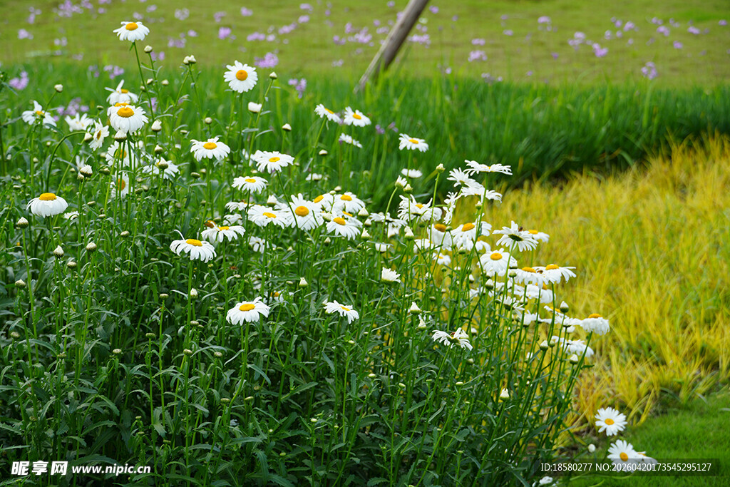 田野中绽放的白色雏菊