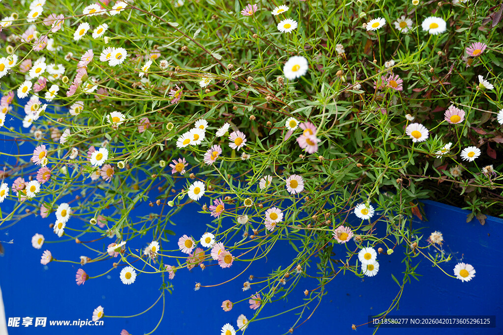 蓝背景下繁茂的白色小花
