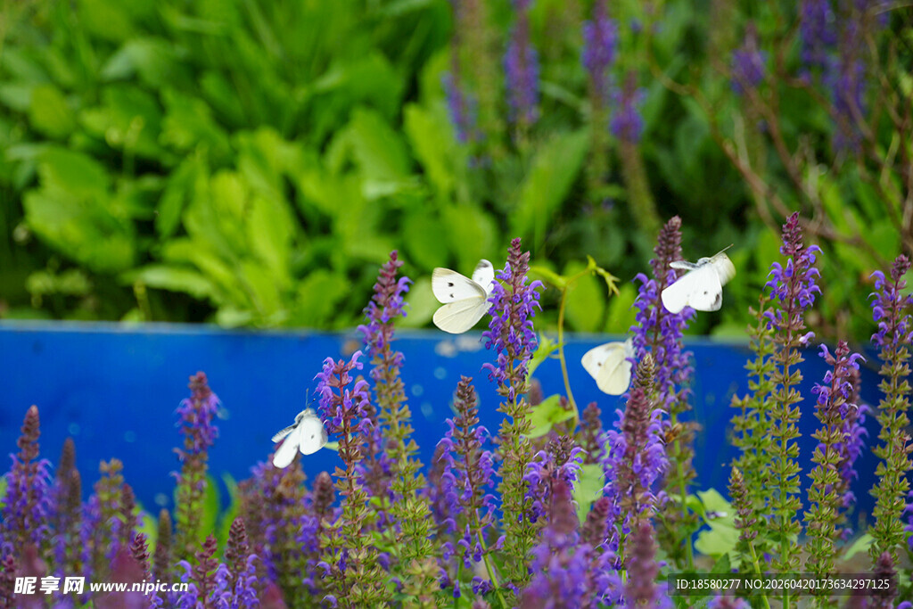 蓝盆边紫色花丛中的白蝴蝶