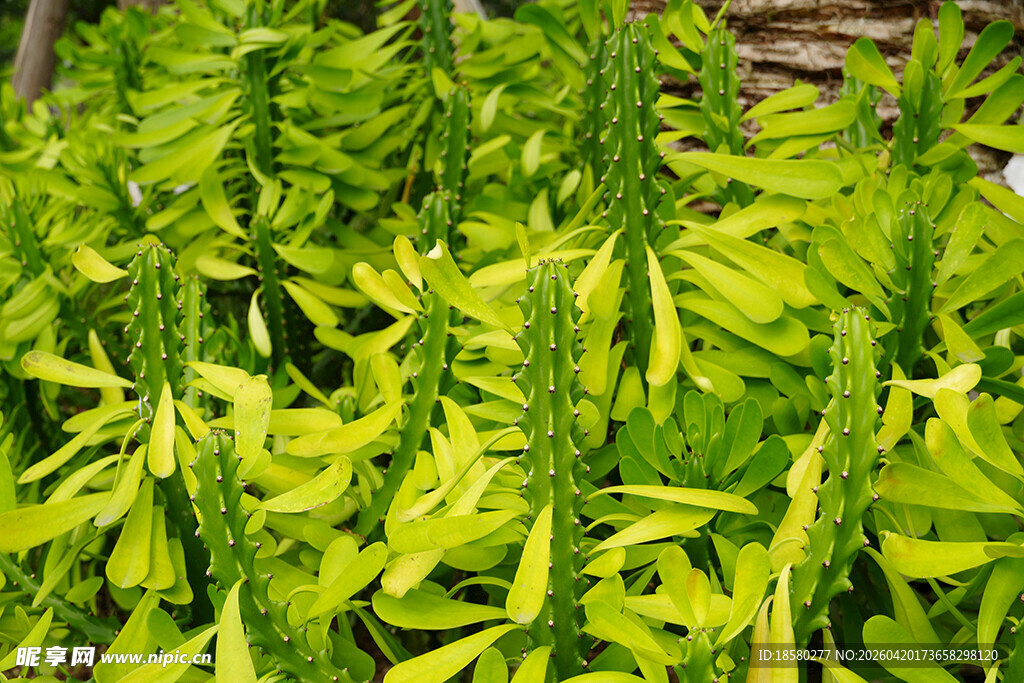 翠绿繁茂的植物叶片
