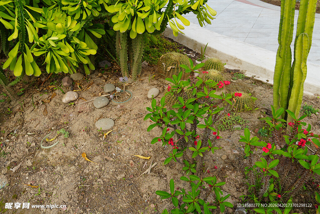 庭院绿植旁的艳丽小花