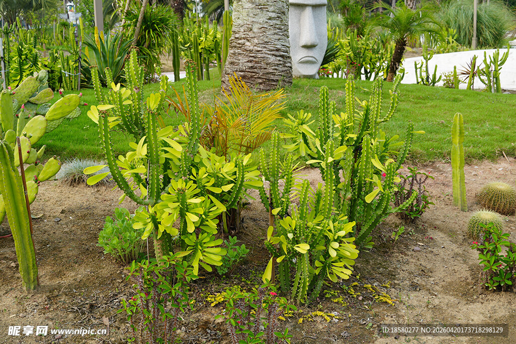 庭院中的绿植景观