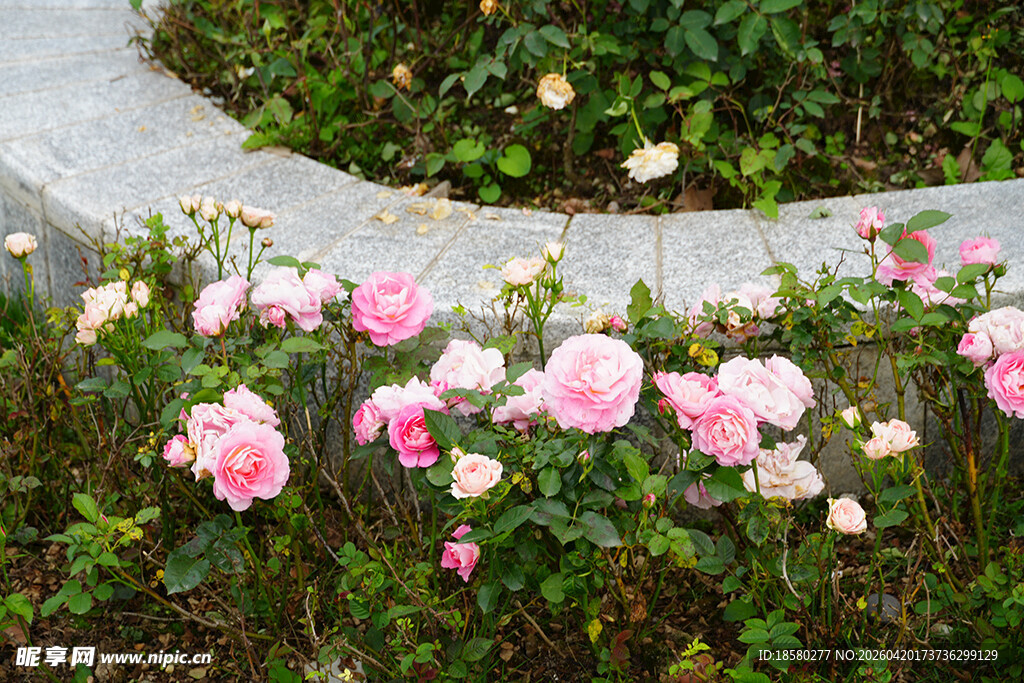 粉色蔷薇绽放于花坛边