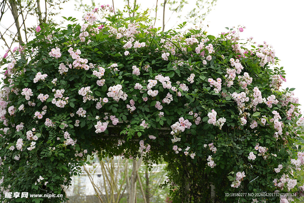 蔷薇花拱形花架美景