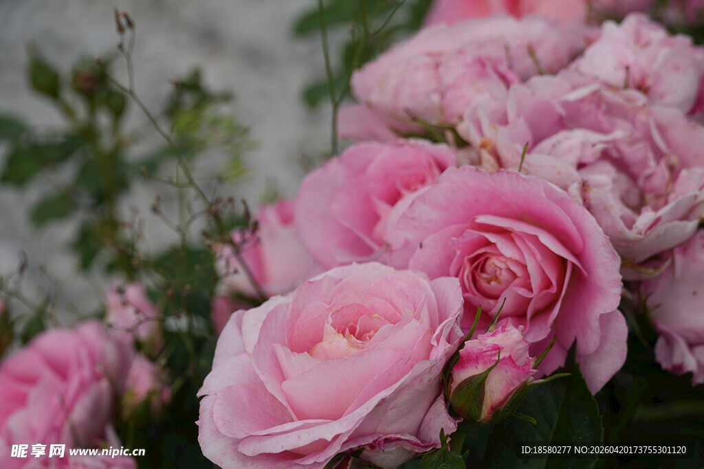 娇艳粉色玫瑰绽放