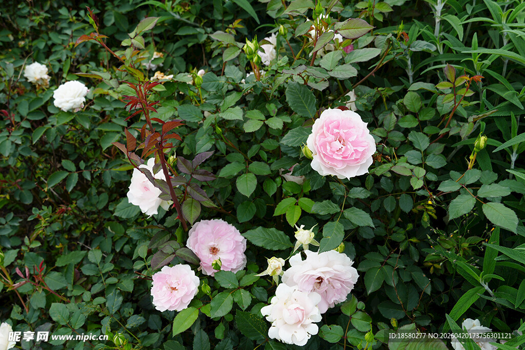 粉色白色蔷薇花丛绽放