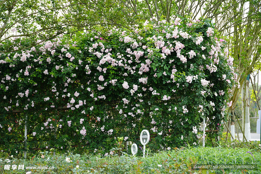 繁花满墙的美丽花园景色