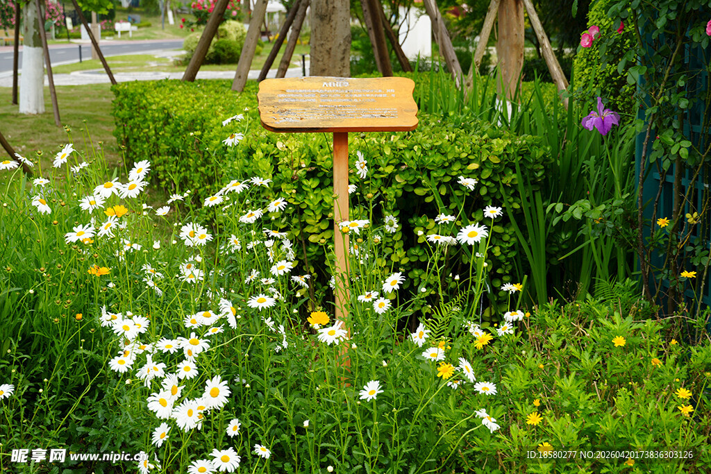 花园中的木制标牌与雏菊
