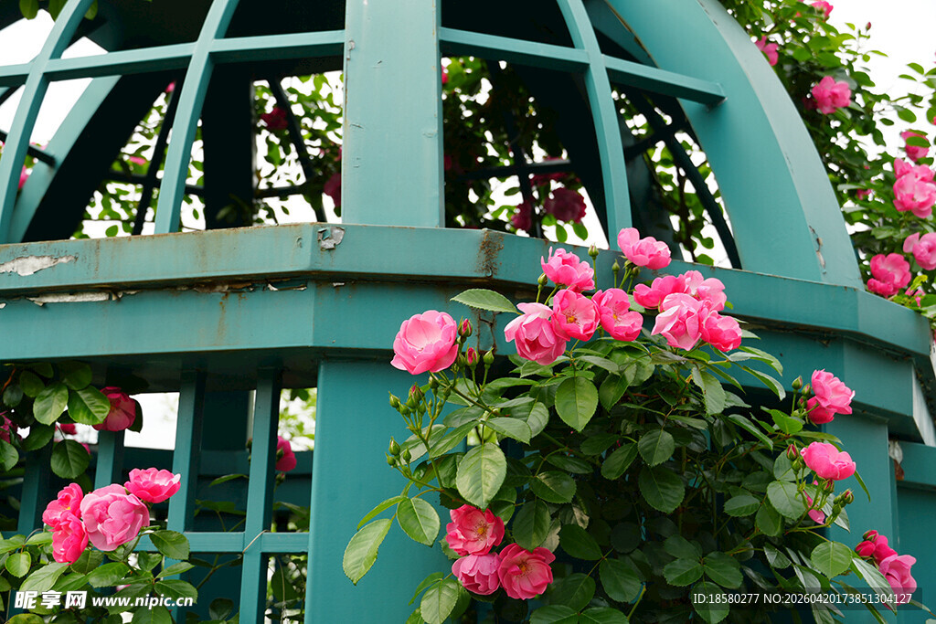 蓝绿花架上的娇艳蔷薇