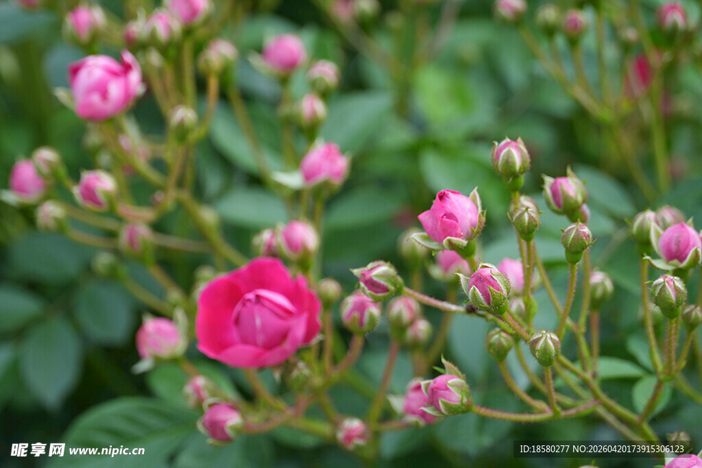 娇艳蔷薇绽放于绿叶间