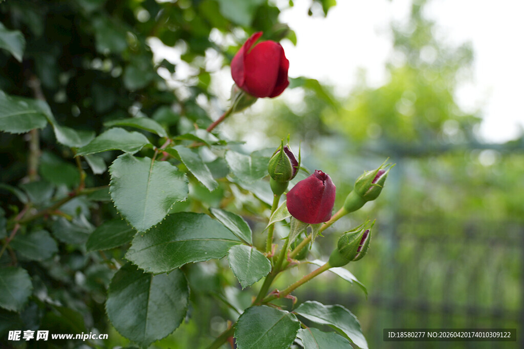 娇艳欲滴的庭院红玫瑰