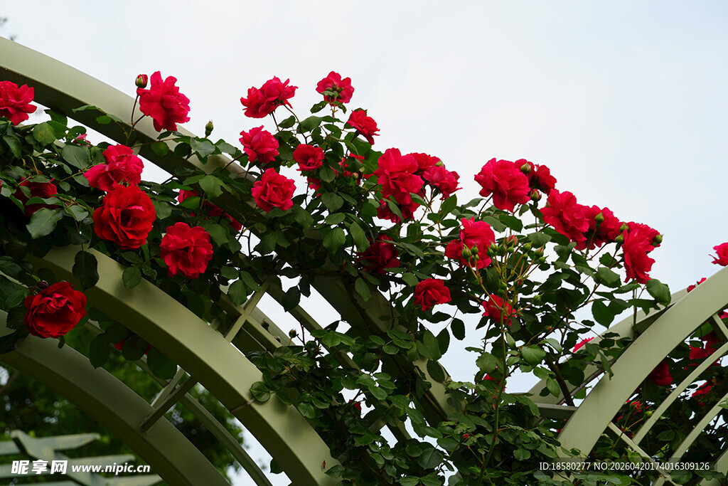 红蔷薇攀爬于铁艺花架