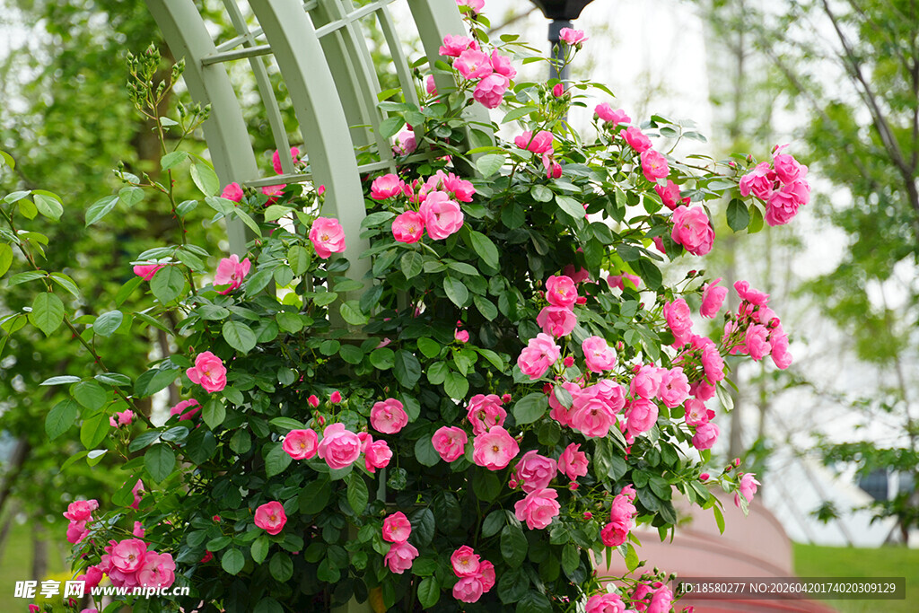 粉色繁花装点的铁艺花架