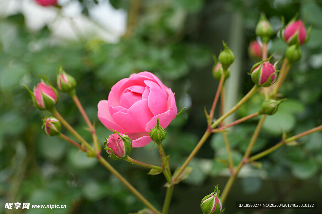 娇艳粉色玫瑰绽放枝头