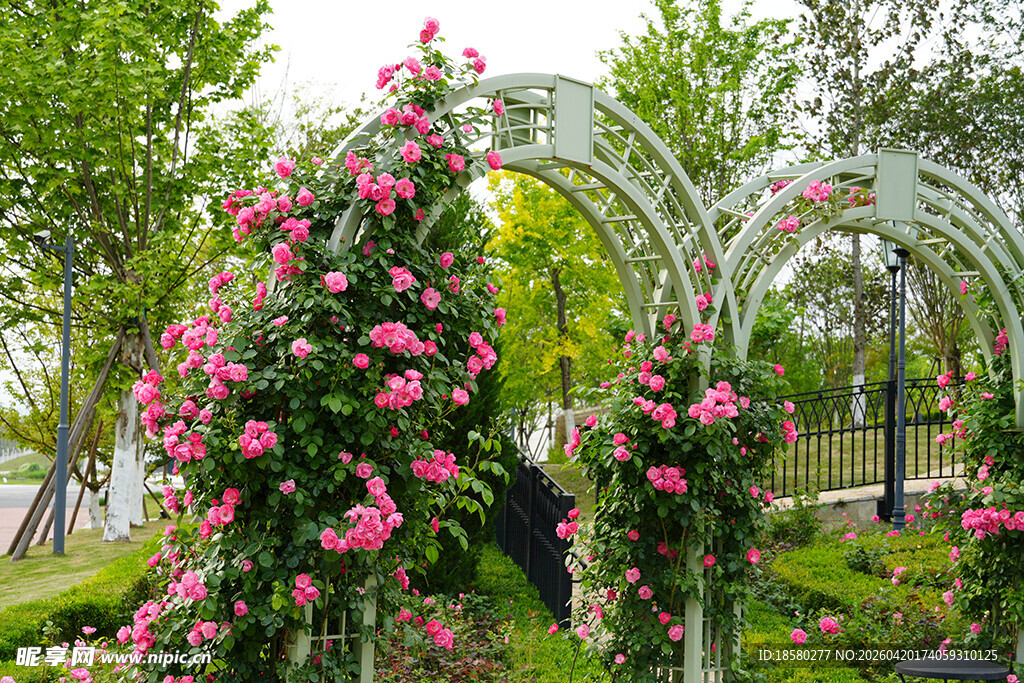花园中繁花盛开的拱形花架