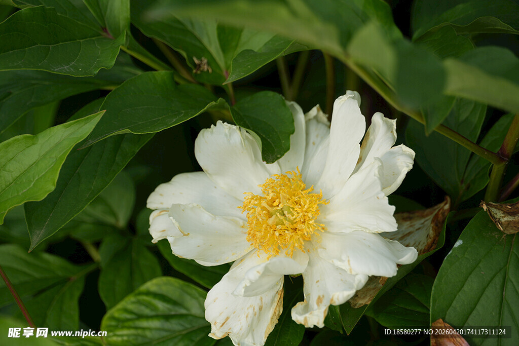 白色花朵绽放绿叶间