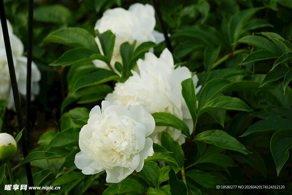 盛开的白色芍药花