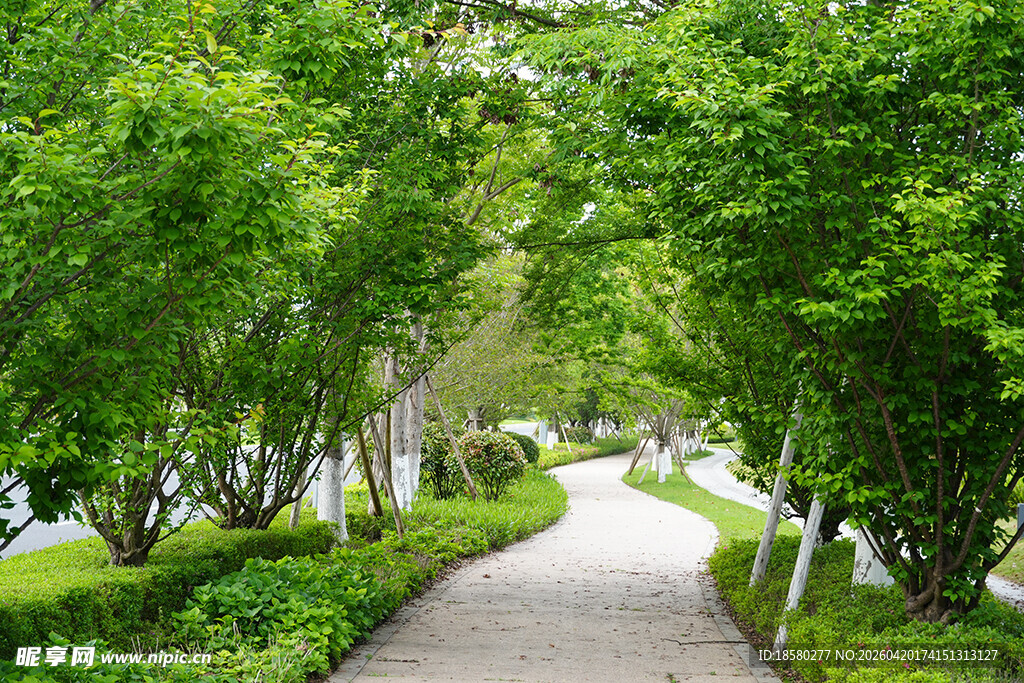 林间幽径 绿意盎然的漫步道