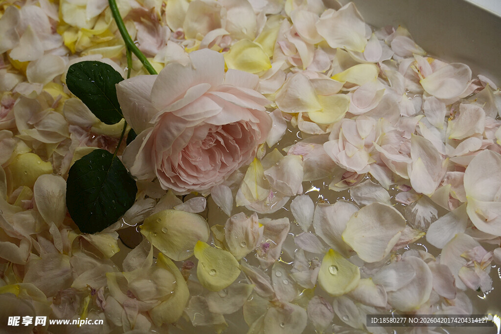 玫瑰花瓣泡澡场景