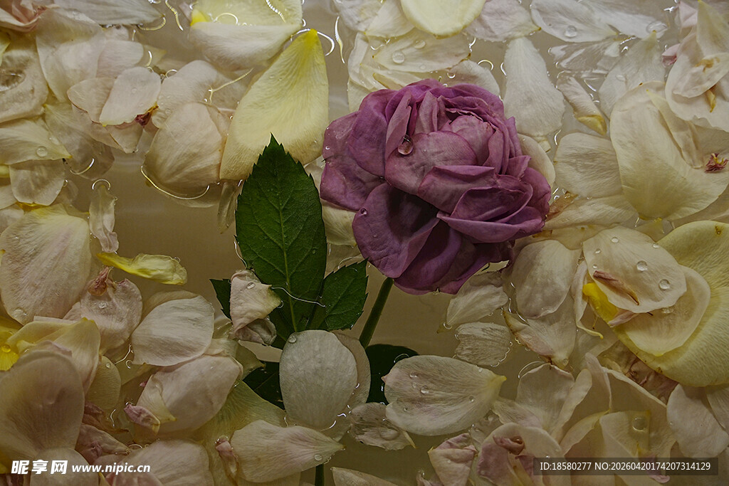 紫色玫瑰绽于白花之中