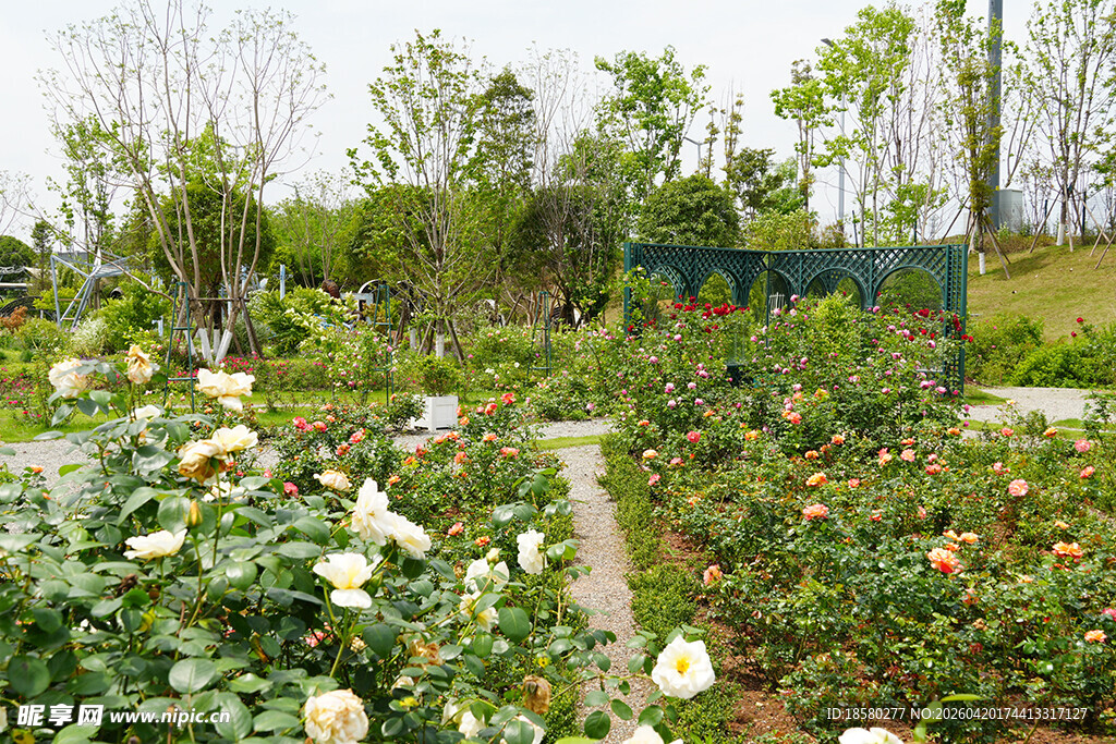 美丽花园中的缤纷花卉