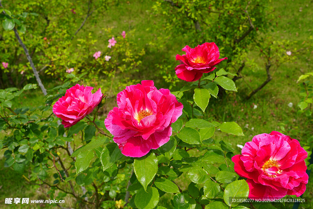 娇艳绽放的红色月季花