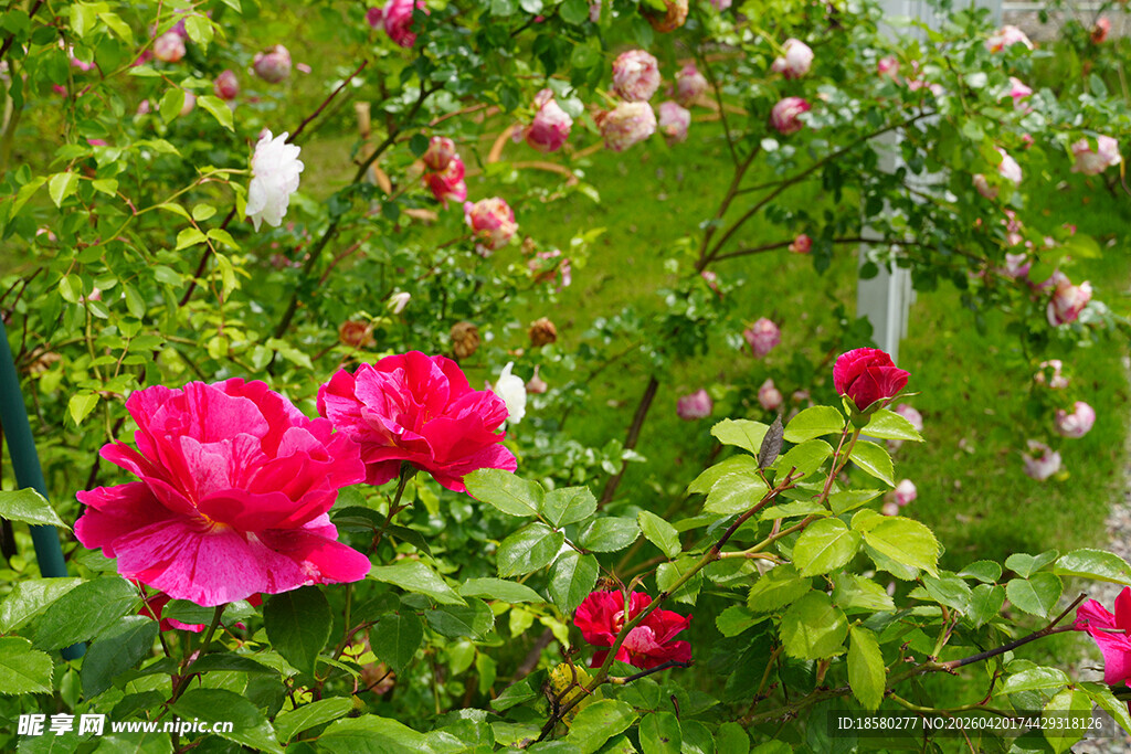 娇艳盛开的多彩玫瑰花丛
