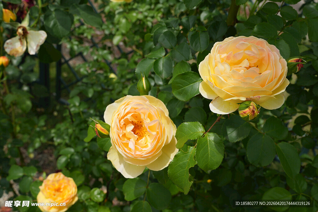 黄玫瑰绽放于绿叶间