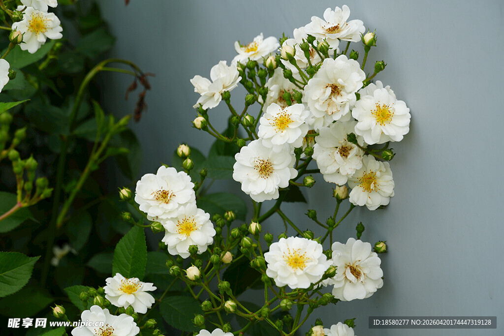 白色小花攀附于灰墙