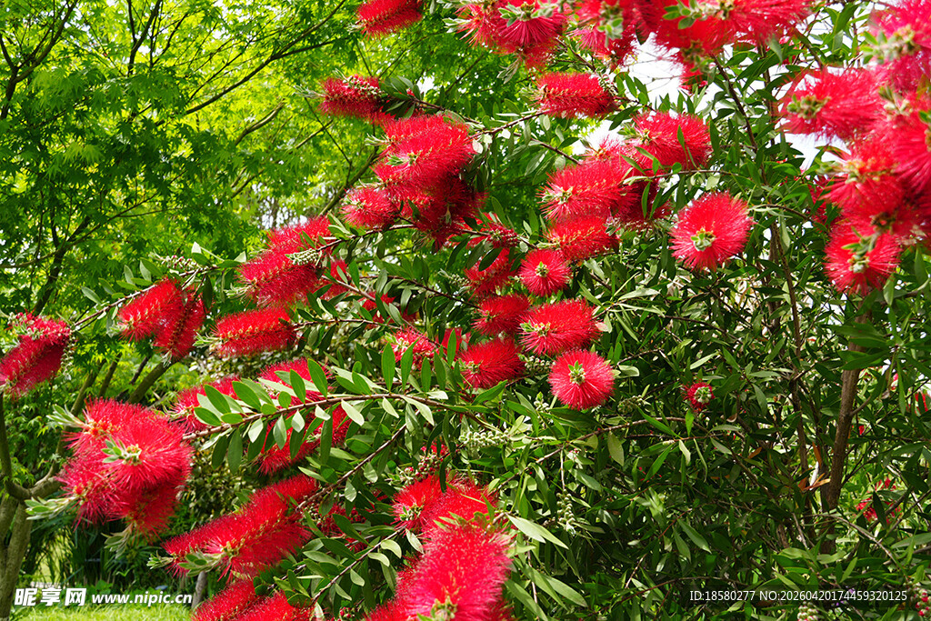 艳丽红花朵朵绽放