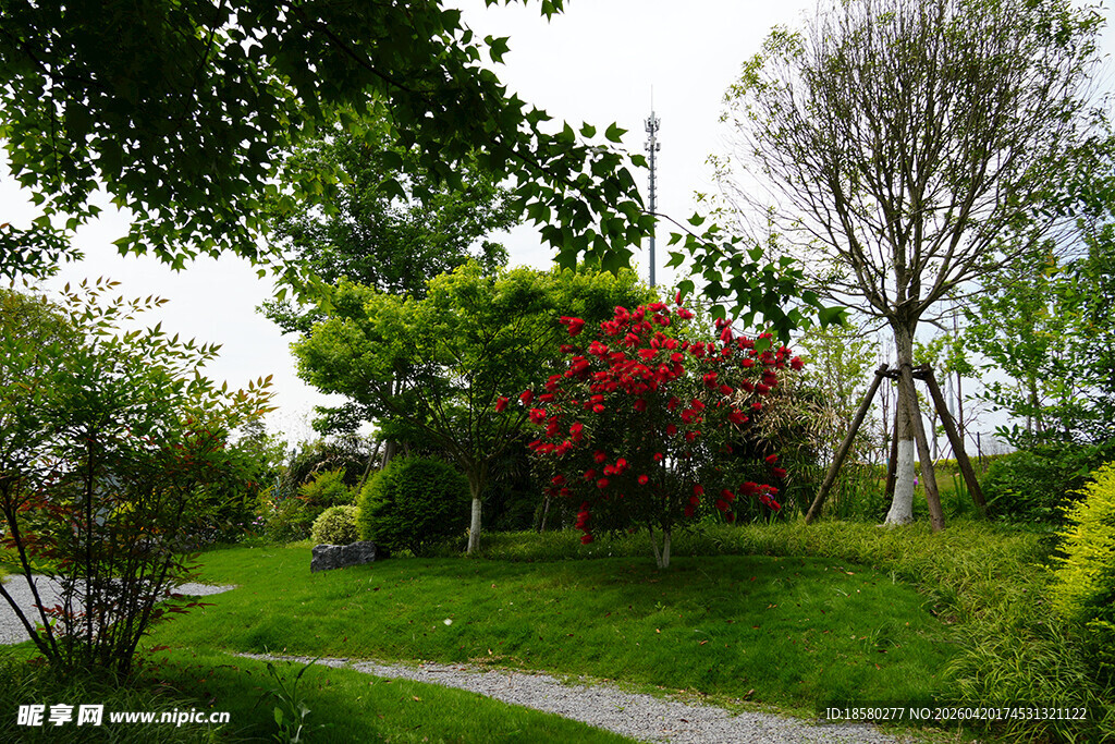绿意盎然的花园小径