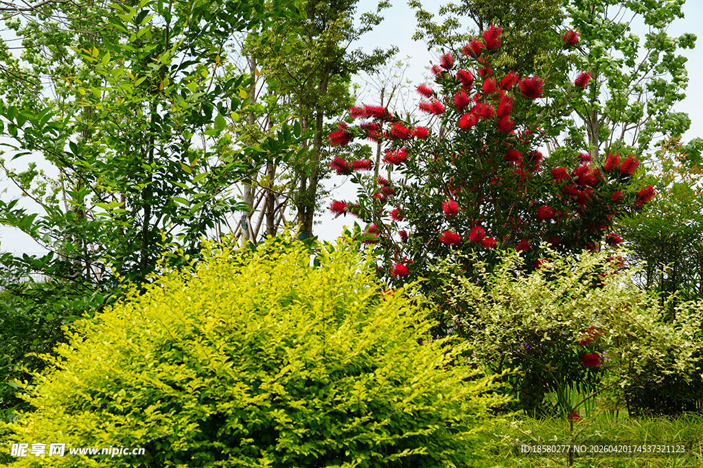 多彩灌木装点的绿意景致